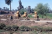 Karawane bei El Minya
