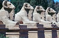 Luxor - Karnak-Tempel: Sphingen