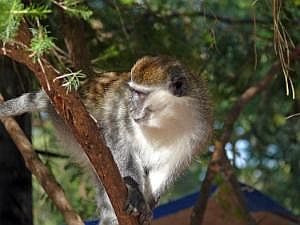 Awassa-See: Fischmarkt - Affe schaut nach Beute aus P1080018