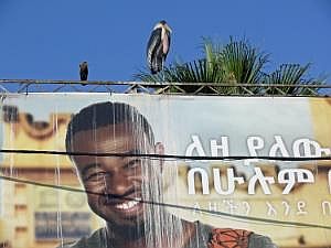 Awassa: Promenade am See - Marabu und Hammerkopf auf Reklameschild (anscheinend ein beliebter Platz, wenn man die weißen Streifen sieht...) P1090119