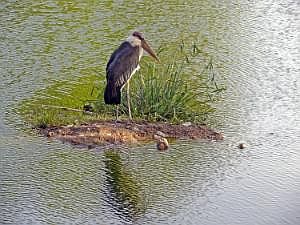Awassa: Promenade am See - Marabu 'Das ist meine Insel!' P1090129