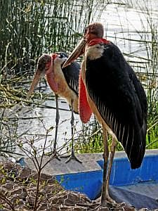 Awassa-See: Marabus P1090133