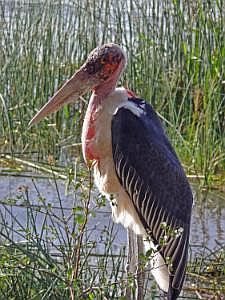 Awassa-See: Marabu P1090136