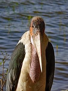 Awassa-See: Marabu P1090139