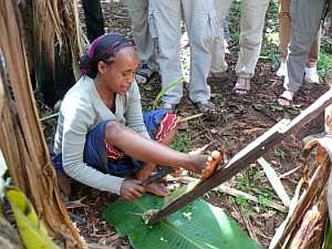 Auf dem Weg nach Konso: Besuch eines Sidama-Hauses - Verarbeitung von Teilen der Ensete zur Gewinnung von Stärke P1080049