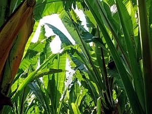 Auf dem Weg nach Konso: Besuch eines Sidama-Hauses - Ensete = 'Falsche Bananen' P1080050