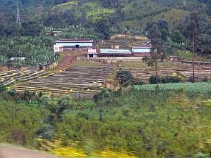 Auf dem Weg nach Konso: Straßenbilder, aus dem fahrenden Auto fotografiert - Trockengestelle für Kaffee P1080092