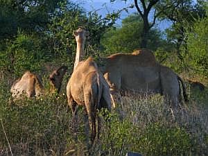 Auf dem Weg nach Konso: Dromedare P1080168