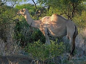 Auf dem Weg nach Konso: Dromedare P1080170
