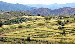 Konso: Terrassenfeldbau P1080818_stitch
