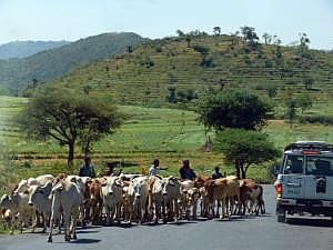 Von Konso nach Key Afer: Hirten mit Herde P1080233