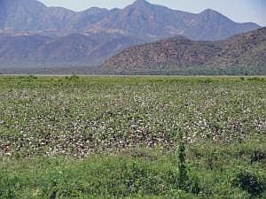 Von Konso nach Key Afer: Tal des Oromo-Flusses - Baumwoll-Anbau P1080243