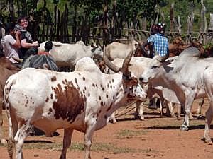 Key Afer: Viehmarkt P1080254