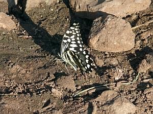 Key Afer: Schmetterling P1080280