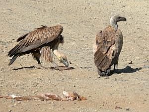 Auf dem Weg zu den Mursi: Geier (Sperbergeier?) mit Aas P1080330