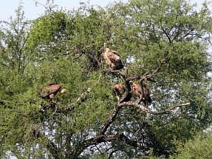 Auf dem Weg zu den Mursi: Geier-Baum P1080332ausschn