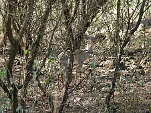 Auf dem Weg zu den Mursi: Dikdik (Zwergantilope) P1080335