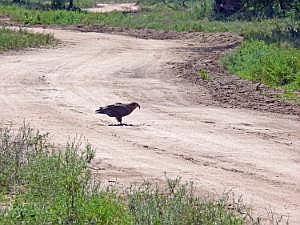Rückweg vom Kara-Dorf: Greifvogel P1080647