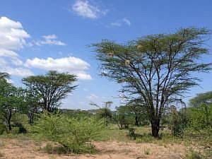 Rückweg vom Kara-Dorf: Savannenlandschaft mit Schirmakazien, Nester von Webervögeln P1080652