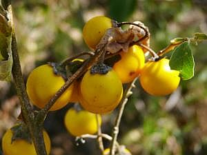 Zwischenstopp bei einer Hamar-Familie: 'Falsche Tomate' P1080752