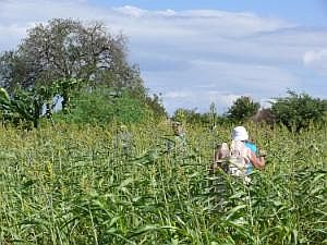 Zwischenstopp bei einer Hamar-Familie: Weg zum Haus durch ein Hirsefeld P1080753