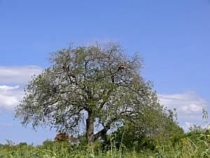 Zwischenstopp bei einer Hamar-Familie: Bienenstöcke im Baum P1080792