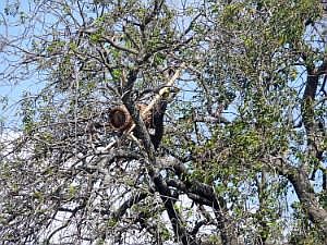 Zwischenstopp bei einer Hamar-Familie: Bienenstock im Baum P1080793