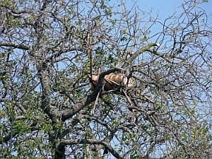 Zwischenstopp bei einer Hamar-Familie: Bienenstock im Baum P1080794