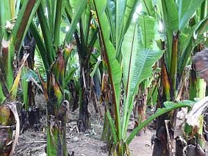 Dorze:  'Falsche Banane' P1090062