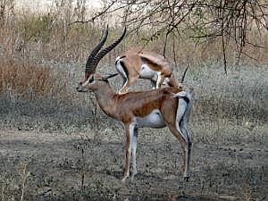 Abidjatta-Shalla National Park: Grant-Gazelle P1090169ausschn