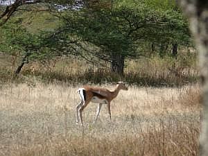 Abidjatta-Shalla National Park: Grant-Gazelle P1090176