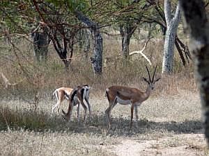 Abidjatta-Shalla National Park: Grant-Gazellen P1090177