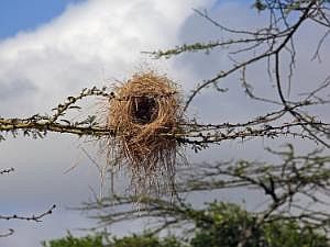 Abidjatta-Shalla National Park: Nest eines Webervogels P1090181