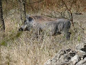 Abidjatta-Shalla National Park: Warzenschwein (Phacochoerus africanus) P1090183ausschn