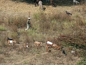 Abidjatta-Shalla National Park: Hirte P1090201