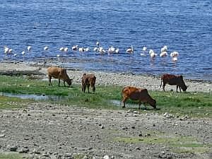 Abidjatta-Shalla National Park: Kühe und Flamingos P1090218ausschn