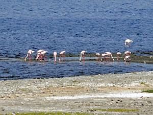 Abidjatta-Shalla National Park: Flamingos P1090220ausschn