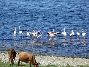 Abidjatta-Shalla National Park: Flamingos P1090223