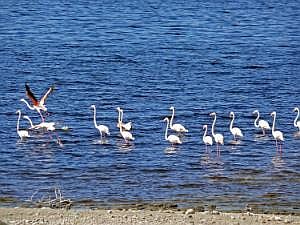 Abidjatta-Shalla National Park: Flamingos P1090225