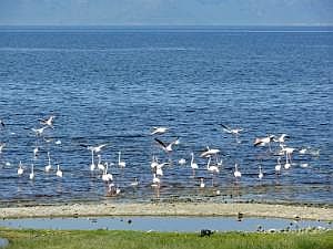 Abidjatta-Shalla National Park: Flamingos P1090226