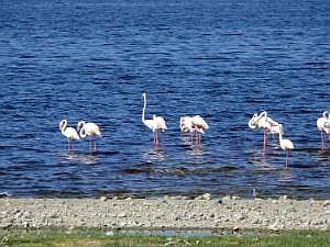 Abidjatta-Shalla National Park: Flamingos P1090229
