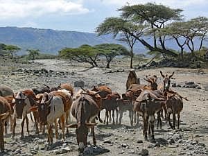 Abidjatta-Shalla National Park: Hirte mit Kühen und Eseln P1090235