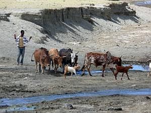 Abidjatta-Shalla National Park: Hirte mit Kühen P1090250