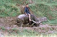 Provinz Guizhou: Junge auf Wasserbffel