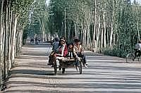 Kashgar: von Pappeln gesumte Straen