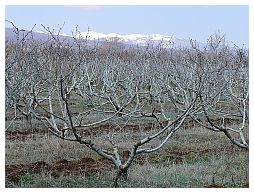 Landschaft in Kachetien: Obstbume