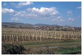 Landschaft in Kachetien: Weinbau