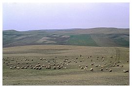 Steppenlandschaft auf der Fahrt zum Kloster Dawit Garedscha