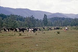 japan1984_1178
