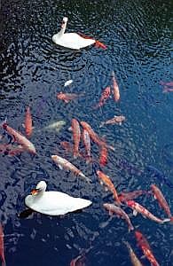 japan1983_0393